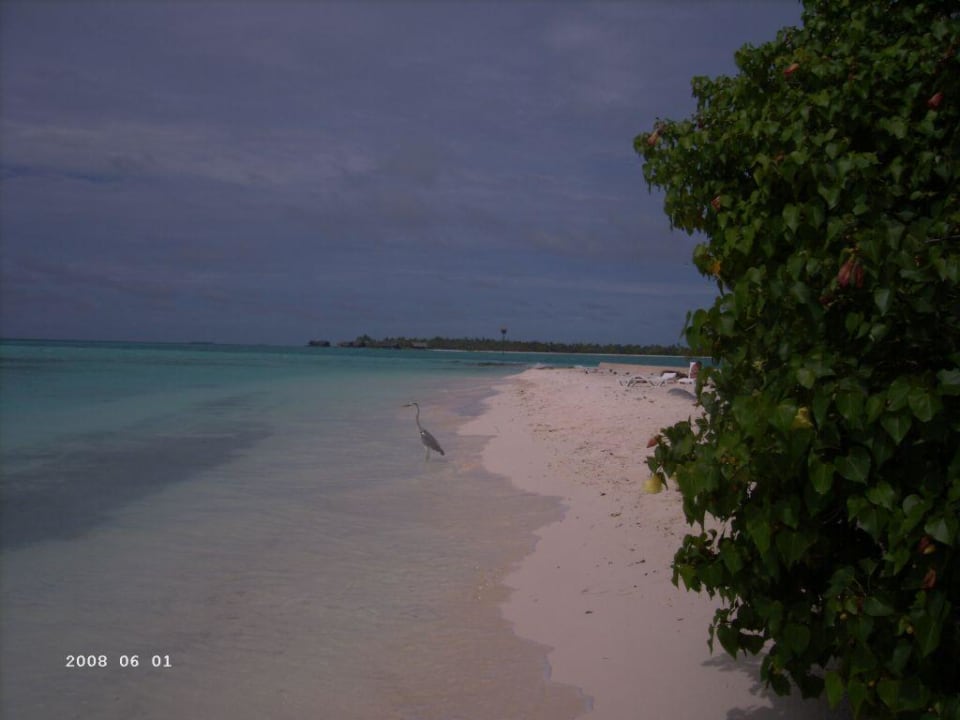 Natur pur Summer Island Maldives