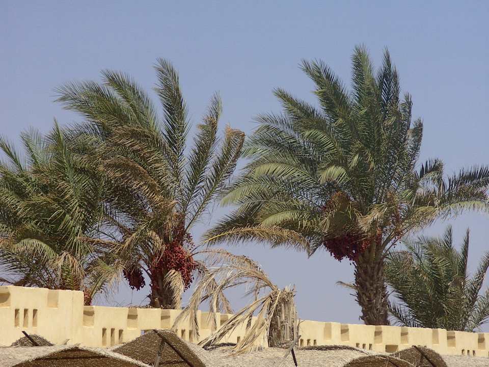 Dattelpalmen Coral Sun Beach