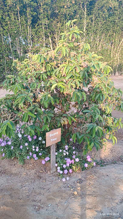 Gartenanlage Wadi Lahmy Azur Resort
