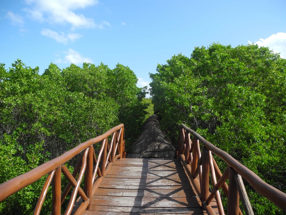 Über die Brücke zu den Mangroven Grand Palladium Select White Sand Resort & Spa