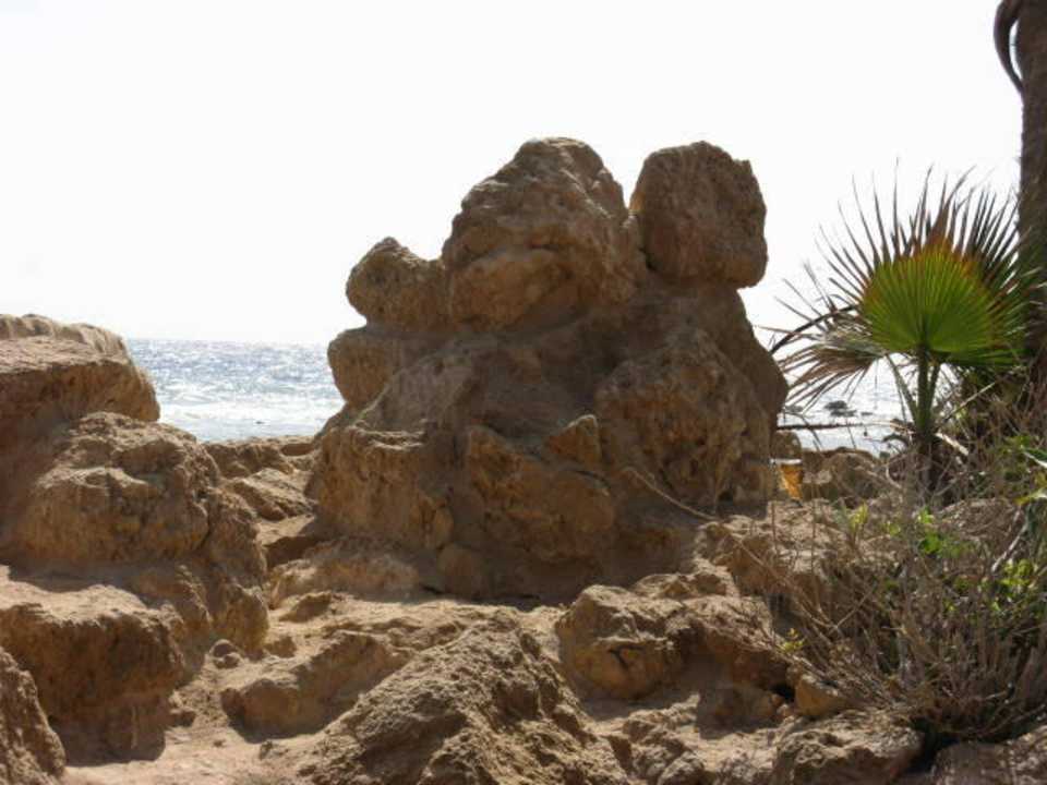 Korallenskulptur Pickalbatros Citadel Resort