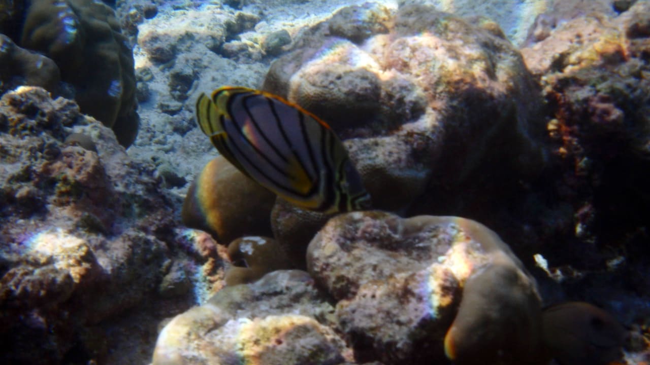 Unter dem Meer Kuramathi Maldives