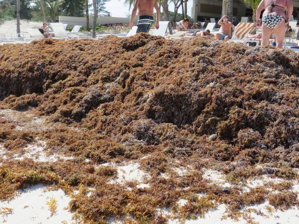 Seegras Catalonia Royal Tulum Beach & Spa Resort - Adults only