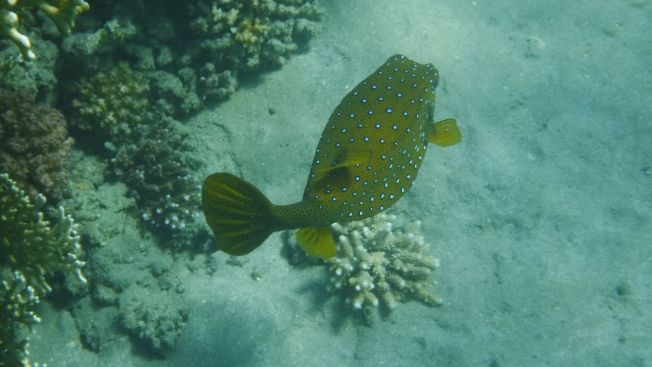 Sport & Freizeit Malikia Resort Abu Dabbab