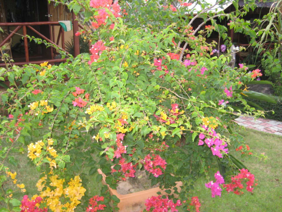 Цветы Hotel Baan Sukreep Resort