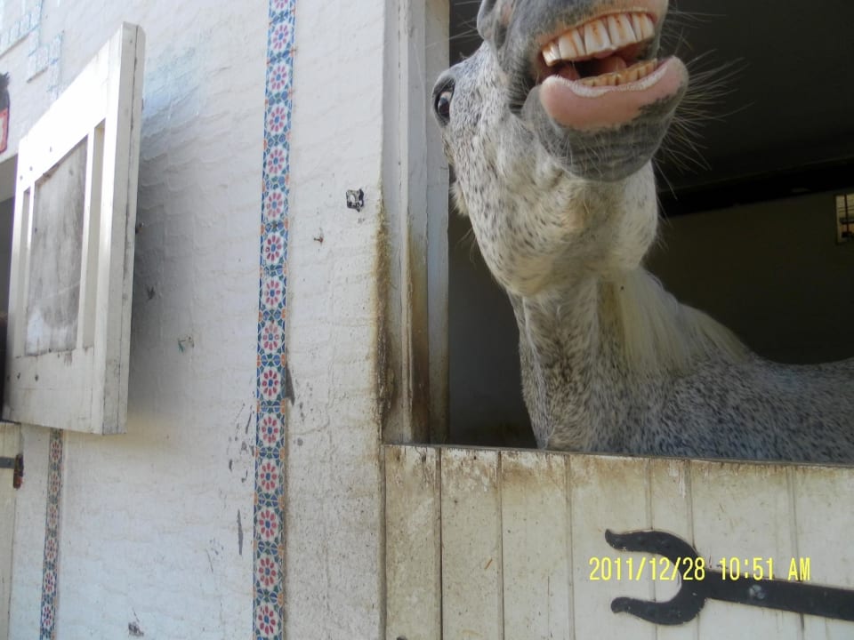 Stallungen The Orangers Beach Resort and Bungalows