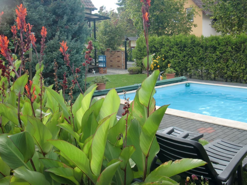 Pool mit Liegen Pension Zickert