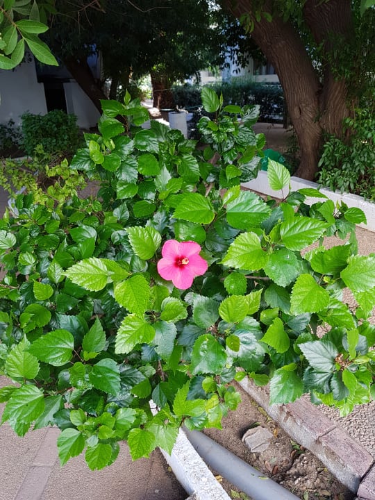 Gartenanlage Marhaba Royal Salem