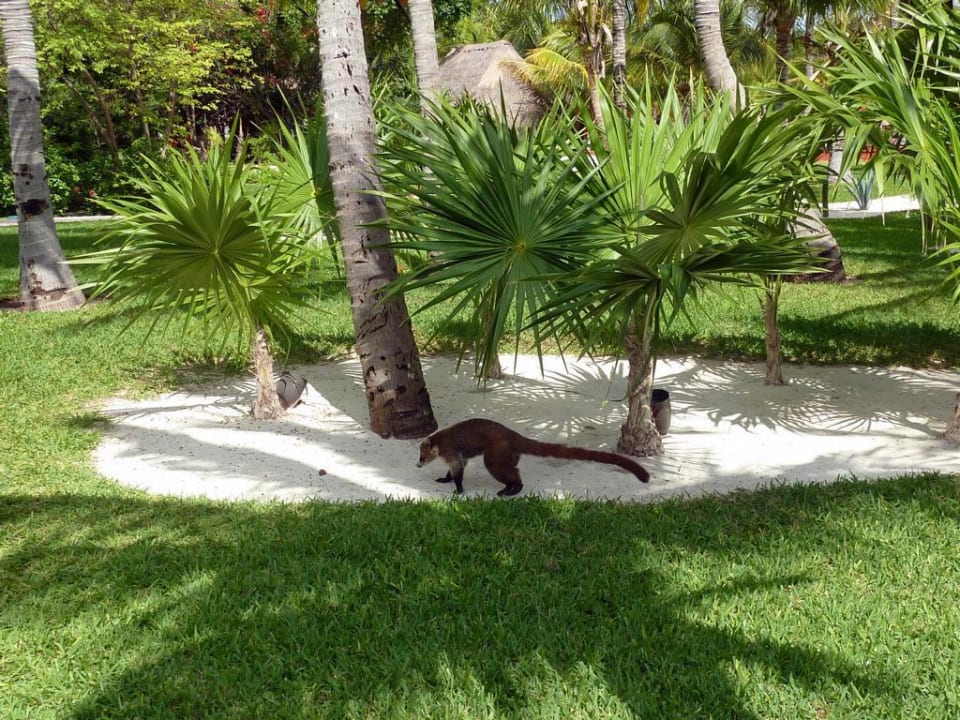 Gartenanlage Catalonia Playa Maroma