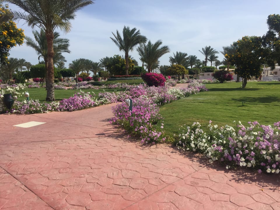 Gartenanlage Desert Rose