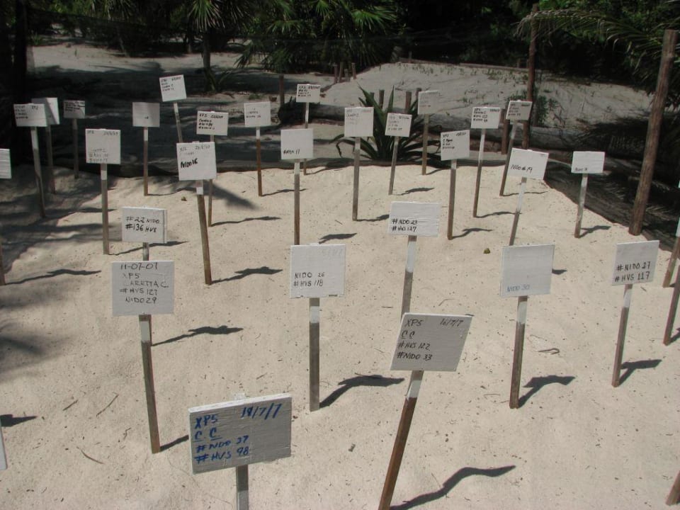 Schildkrötengelege am Ende des Strandes Catalonia Royal Tulum Beach & Spa Resort - Adults only