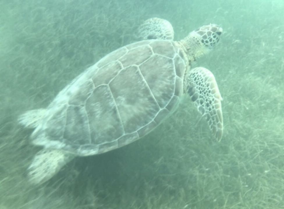 Sport & Freizeit Akumal Bay Beach & Wellness Resort