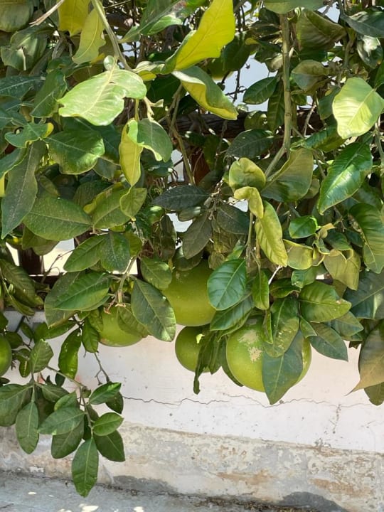 Gartenanlage Papouis Protaras Hotel