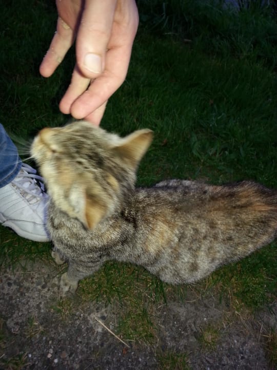 Schwanger Katze  Ferienhof Röhling