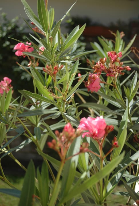 Gartenanlage Messe-Apartments-Nürnberg