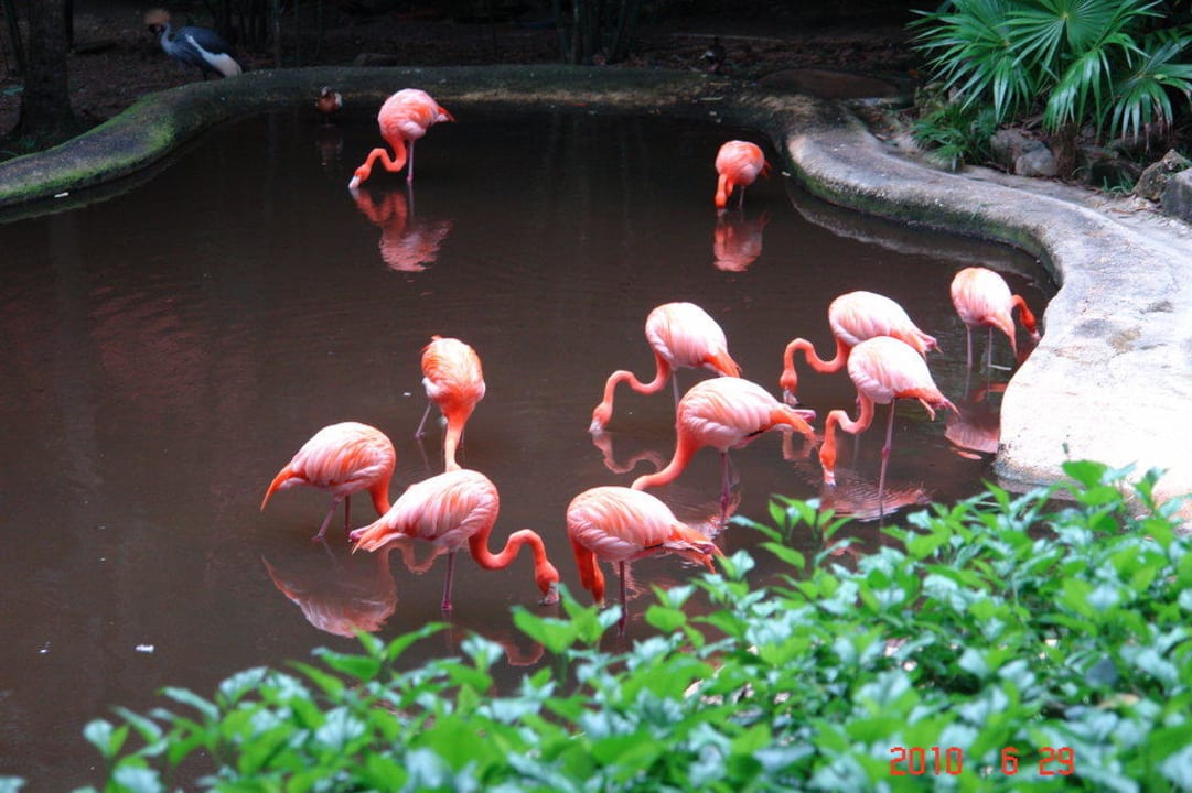 Flaming Iberostar Waves Tucan