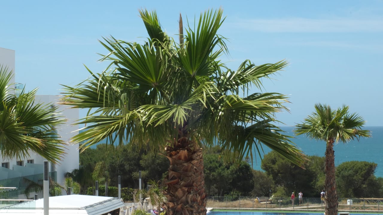 Ausblick Terrasse 1. OG Hipotels Gran Conil Hotel