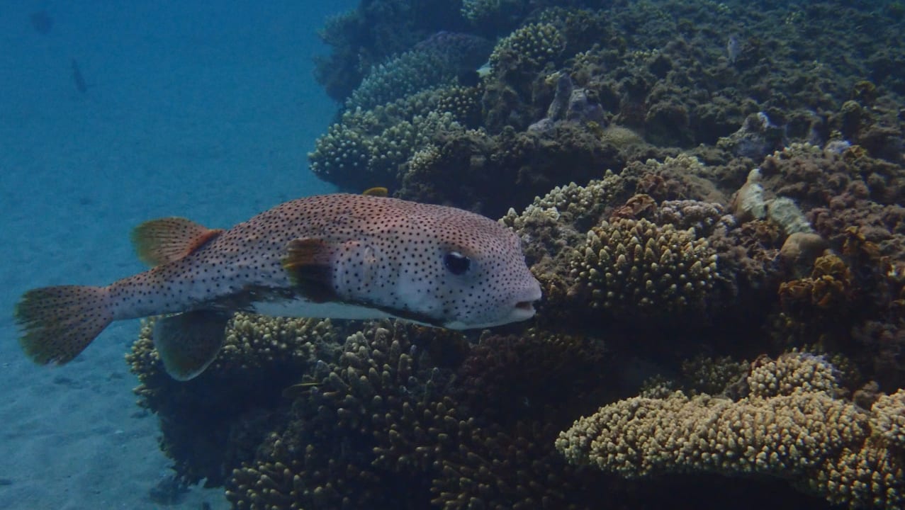 Sport & Freizeit Shams Alam Beach Resort