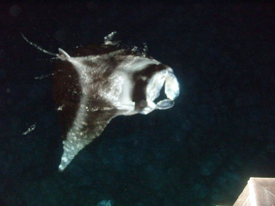 Płaszczka Sun Siyam Olhuveli