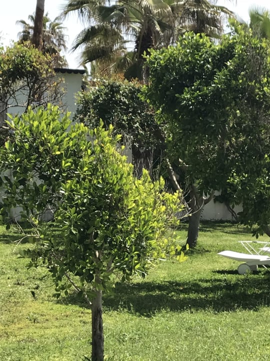 Gartenanlage Hotel Defne Dream