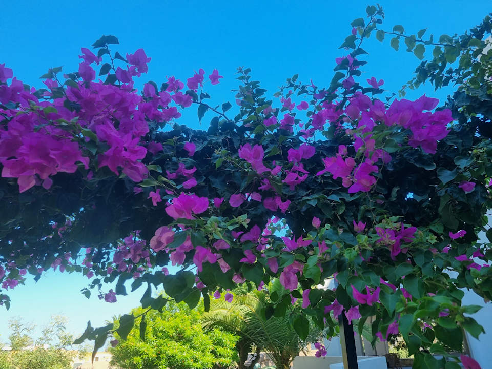 Gartenanlage Anissa Beach & Village