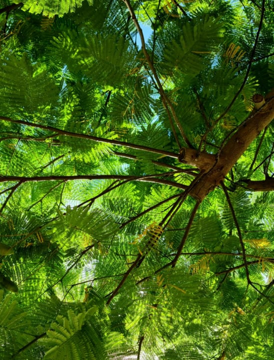 Gartenanlage Lopesan Costa Meloneras, Resort & Spa