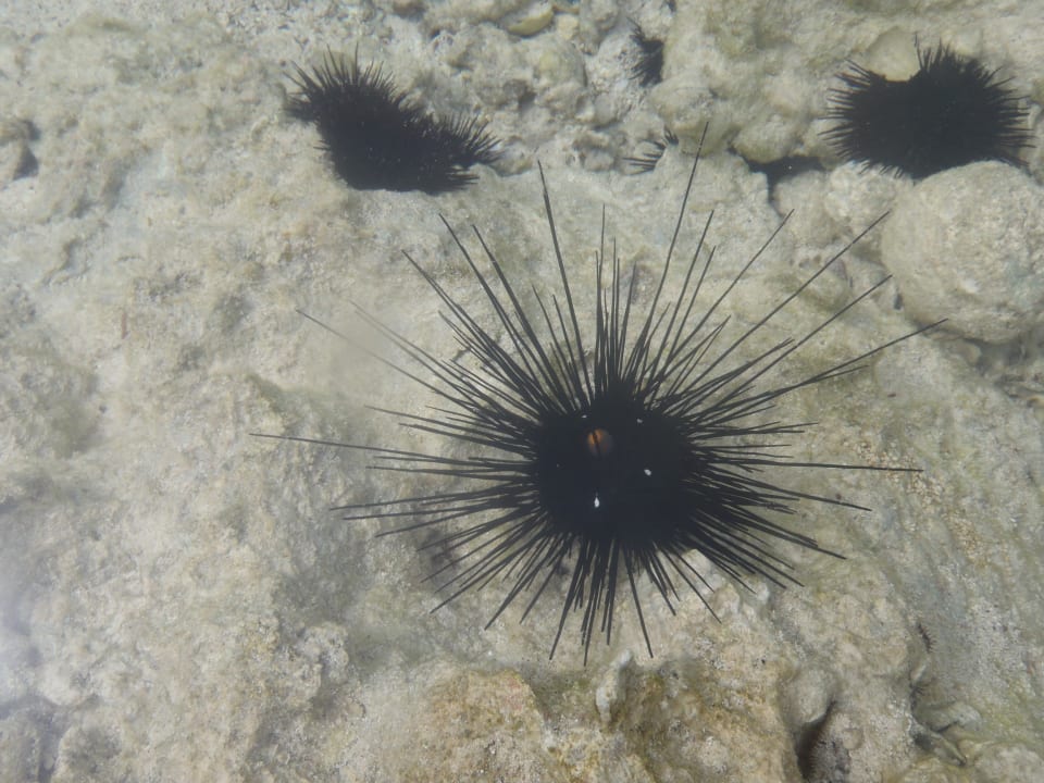 Seeigel Neptune Pwani Beach Resort & Spa