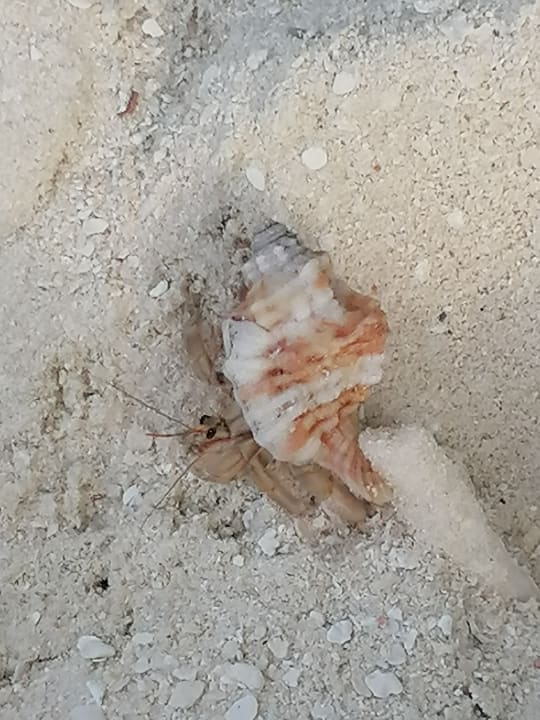 Strand Adaaran Select Meedhupparu Island Resort - Premium All Inclusive