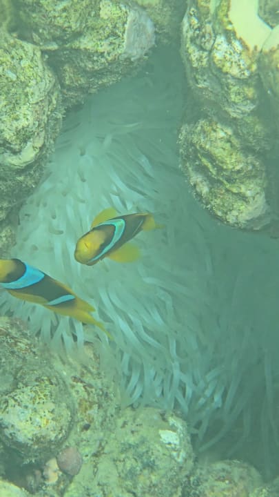 Strand Malikia Resort Abu Dabbab