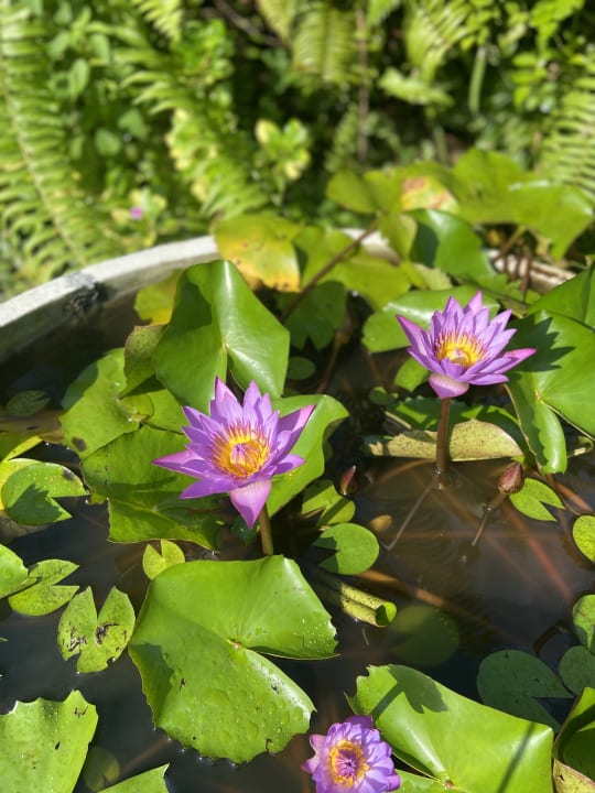 Gartenanlage Reethi Faru Resort