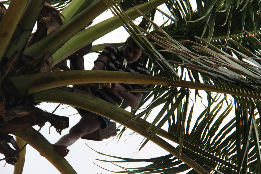 Von der Liege Richtung Palmen Hotel Jetwing Beach