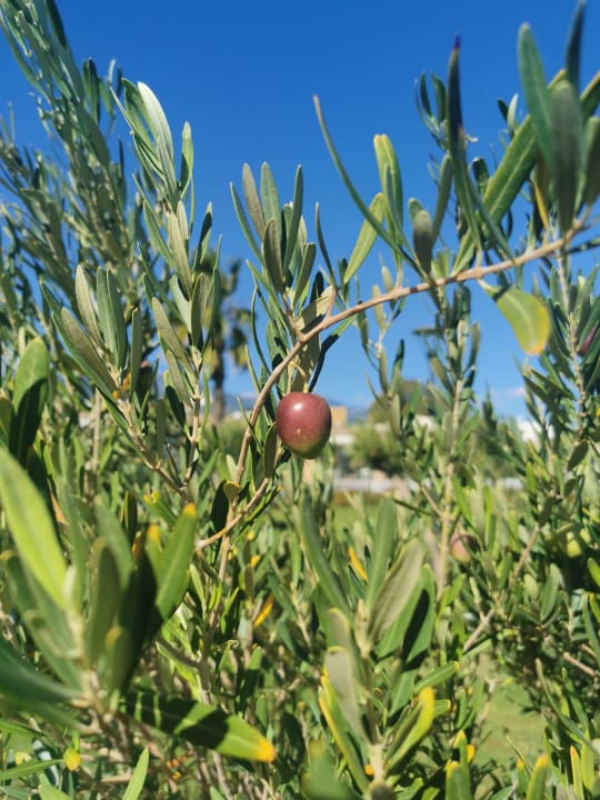 Sonstiges alltoura Club Hotel Poseidon Palace