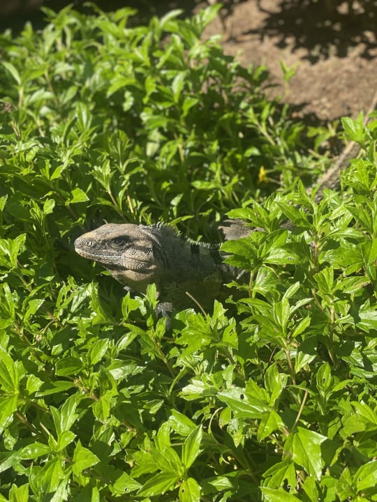 Gartenanlage Secrets Playa Mujeres Golf & Spa Resort - Adults only