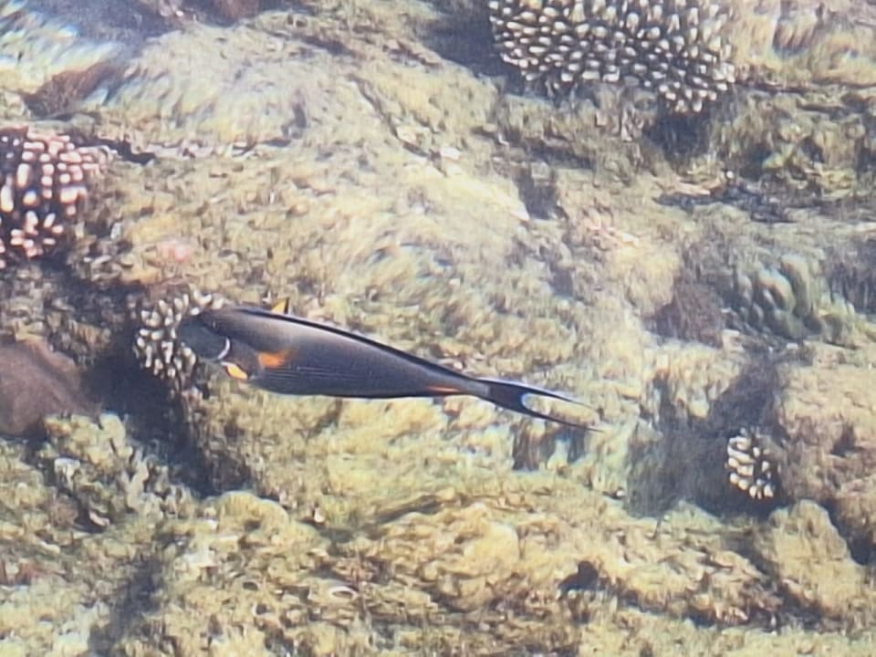 Sport & Freizeit  Jasmine Palace Resort & Spa