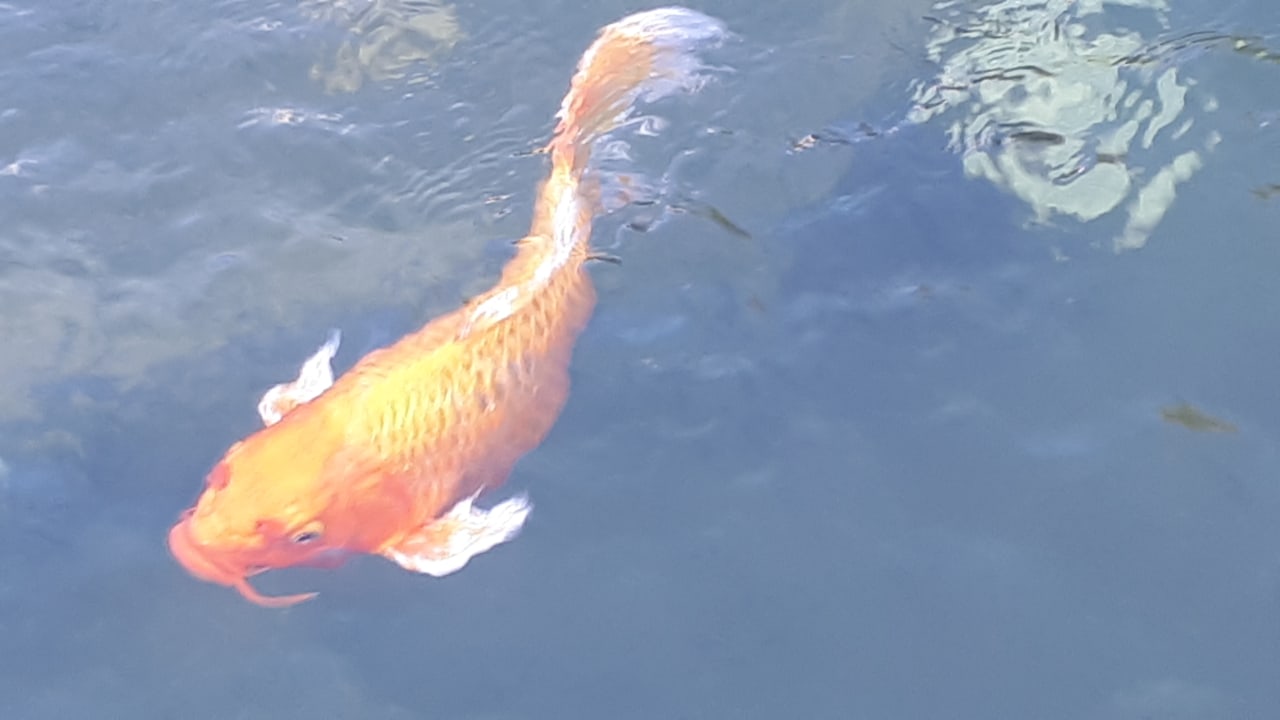 Gartenanlage Paloma Pasha