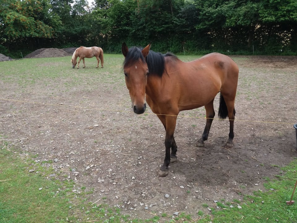Pferde Wiesenberghof