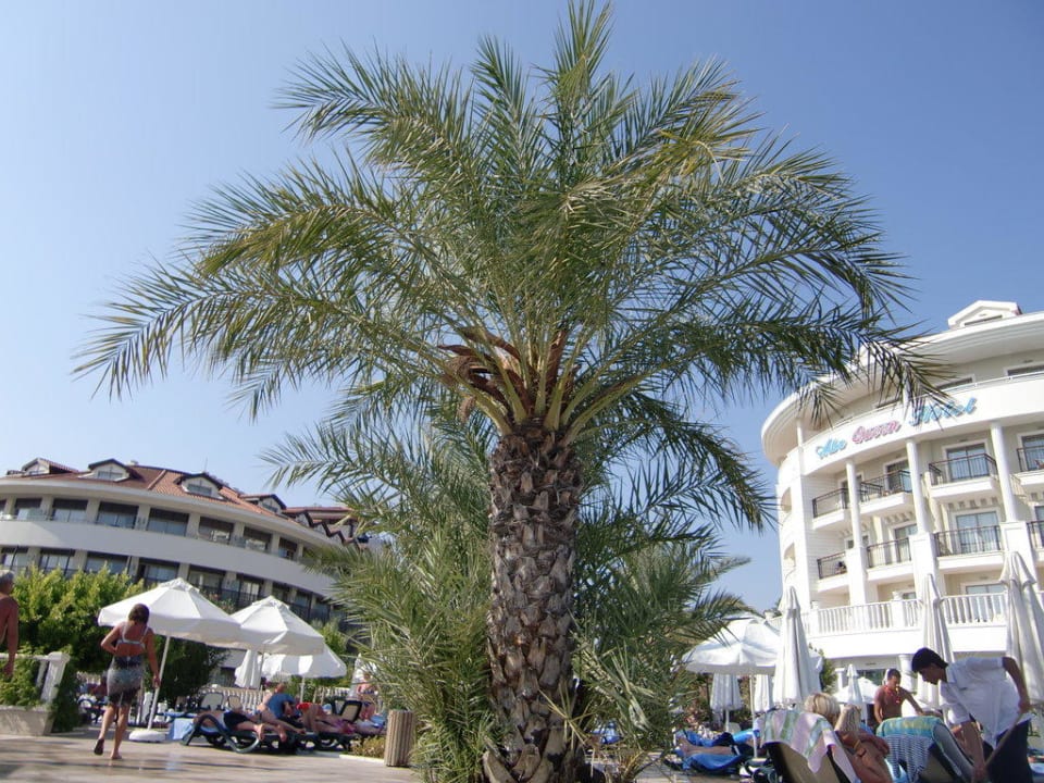 Am Pool Alba Queen Hotel