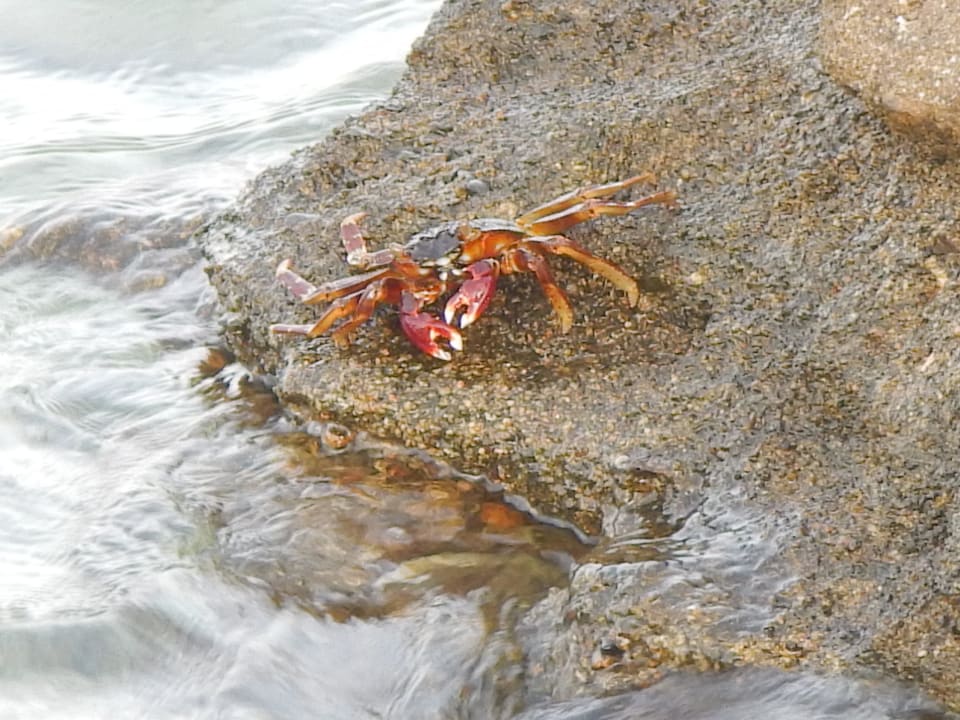 Auf dem Riff Steigenberger Coraya Beach - Adults only