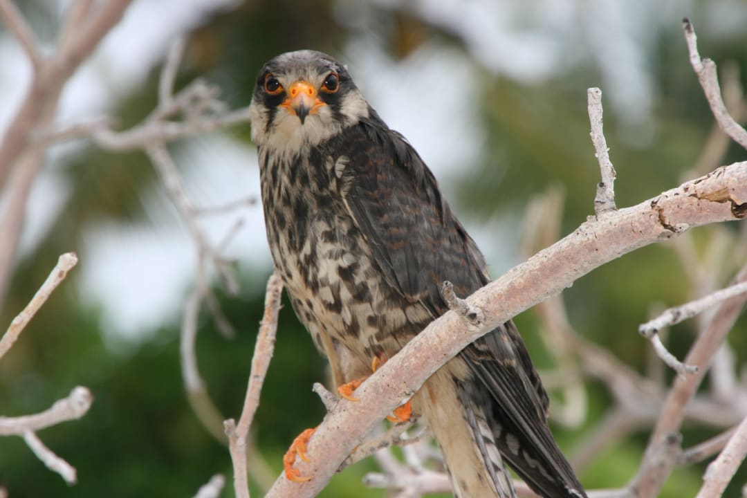 Falke Furaveri Maldives