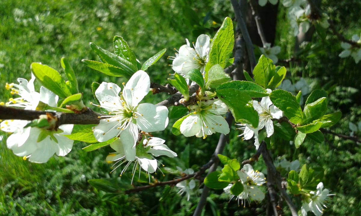 Gartenanlage Ferienparadies Wiesenbauer