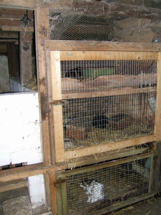 Streicheltiere Ferienhof Upwarf