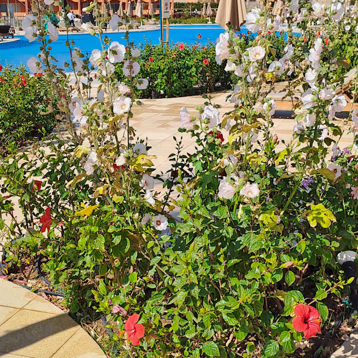 Außenansicht Three Corners Happy Life Beach Resort