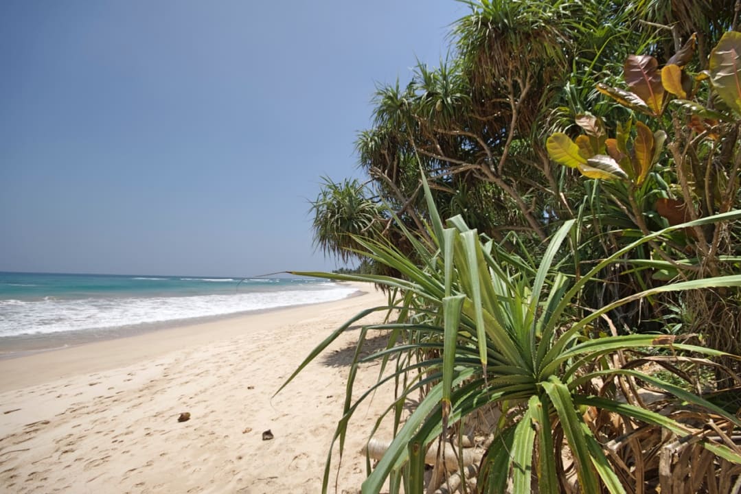 Strand Hotel Haus am Meer Wilde Ananas