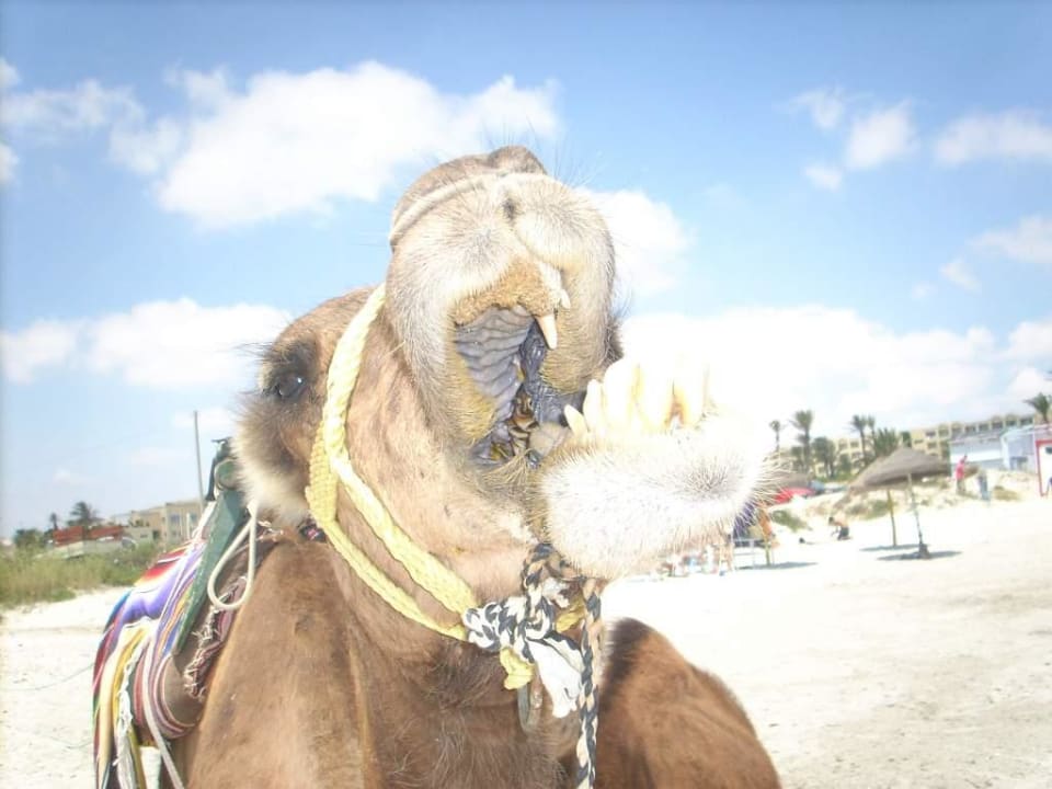 Dromedar Erika Hotel Thalassa Mahdia