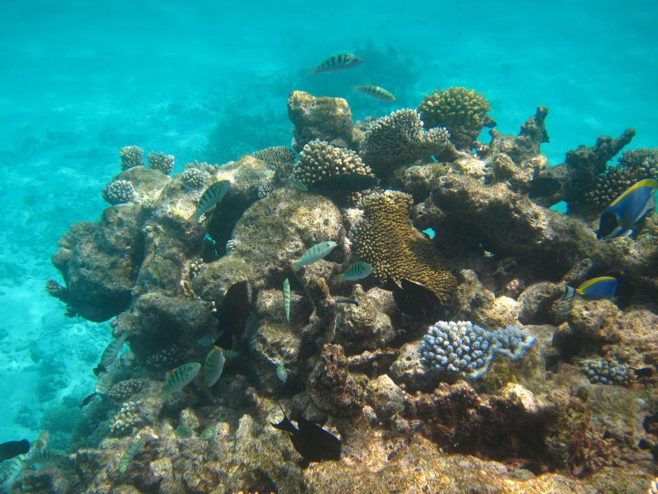 Intaktes Korallenriff Mirihi Island Resort