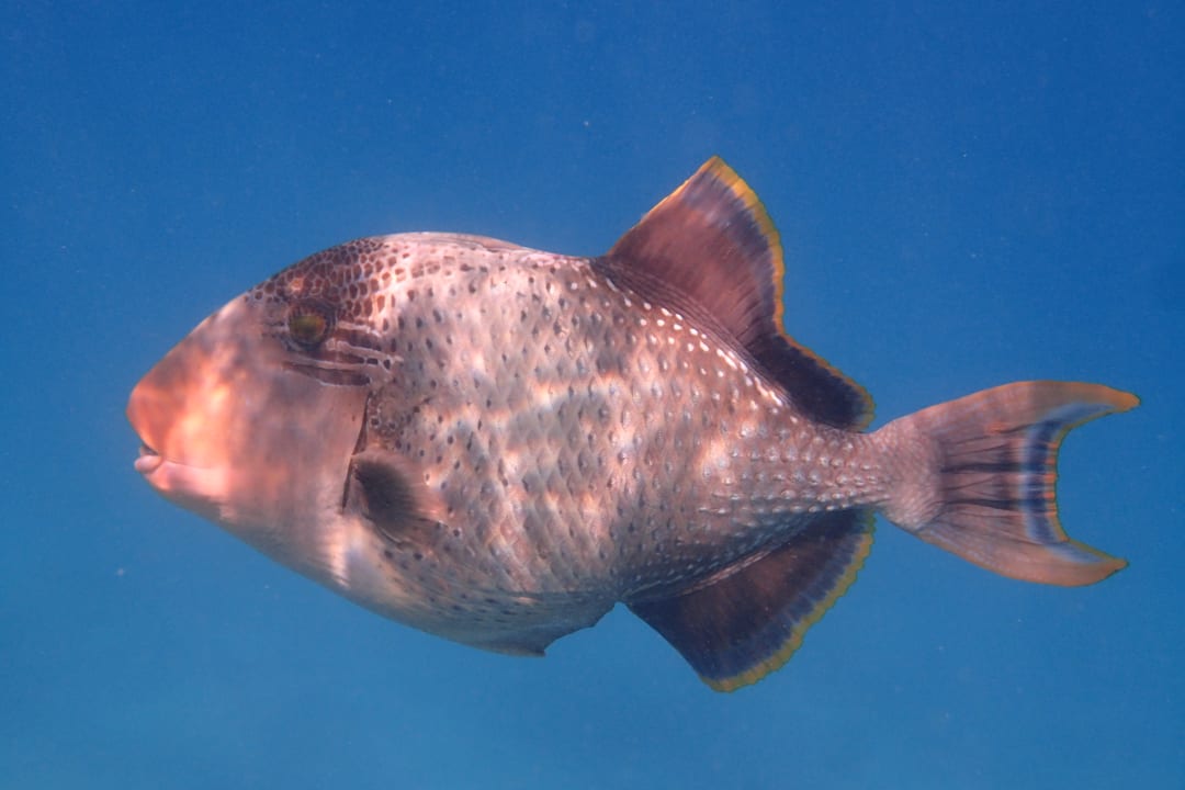 Strand Brayka Bay Resort