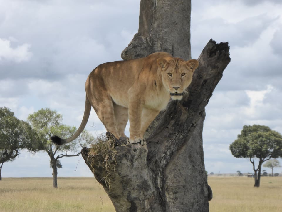 Sonstiges Royal Mara Safari Lodge