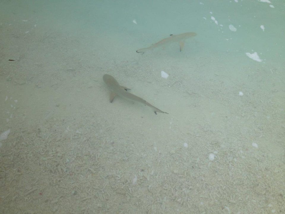 Baby Haie direkt am Strand ananea Diamonds Athuruga