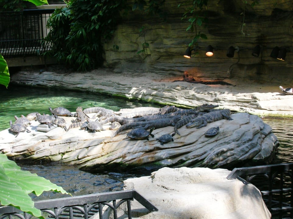 Alligatoren & Schildkröten  Hotel Gaylord Palms Resort and Spa