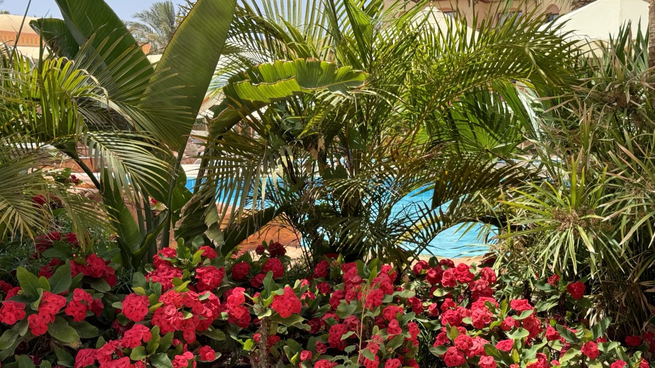 Gartenanlage Steigenberger Coraya Beach - Adults only